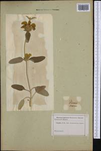 Phlomis fruticosa L., Western Europe (EUR) (Not classified)