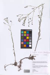 Lappula barbata (M. Bieb.) Gürke, Eastern Europe, Lower Volga region (E9) (Russia)