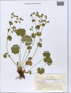 Alchemilla ventiana V. N. Tikhom., Eastern Europe, Middle Volga region (E8) (Russia)