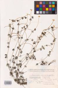 Ranunculus circinatus Sibth., Eastern Europe, Lower Volga region (E9) (Russia)