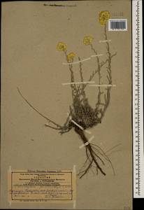 Helichrysum plinthocalyx (K. Koch) Sosn., Caucasus, Azerbaijan (K6) (Azerbaijan)