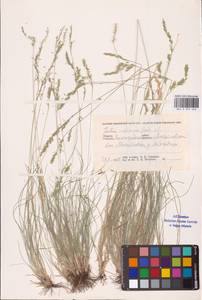 Festuca valesiaca Schleich. ex Gaudin, Eastern Europe, Lower Volga region (E9) (Russia)