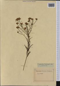 Symphyotrichum ericoides (L.) G. L. Nesom, America (AMER) (Not classified)