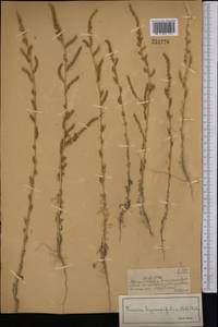 Bassia hyssopifolia (Pall.) Kuntze, Middle Asia, Muyunkumy, Balkhash & Betpak-Dala (M9) (Kazakhstan)