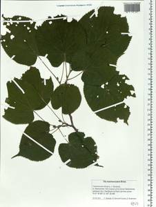 Tilia maximowicziana Shiras., Siberia, Russian Far East (S6) (Russia)