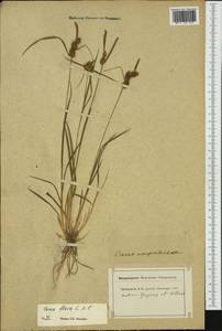 Carex flava L., Western Europe (EUR) (Switzerland)