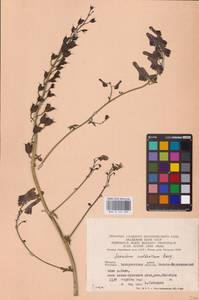 Aconitum lycoctonum subsp. moldavicum (Hacq.) Jalas, Eastern Europe (no precise locality) (E0)