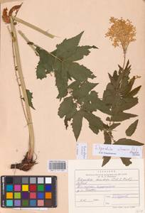 Filipendula ulmaria (L.) Maxim., Eastern Europe, Northern region (E1) (Russia)