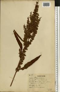 Rumex longifolius DC., Eastern Europe, Moscow region (E4a) (Russia)