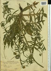 Knautia arvensis (L.) Coult., Eastern Europe, West Ukrainian region (E13) (Ukraine)