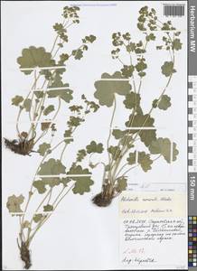 Alchemilla nemoralis Alechin, Eastern Europe, Lower Volga region (E9) (Russia)