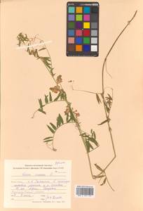 Vicia cracca L., Siberia, Russian Far East (S6) (Russia)
