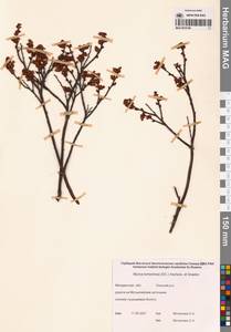 Myrica gale subsp. tomentosa (C.DC.) E. Murray, Siberia, Chukotka & Kamchatka (S7) (Russia)