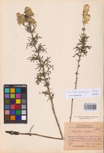 Aconitum anthora subsp. anthora, Eastern Europe, Eastern region (E10) (Russia)