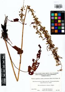 Rumex aquaticus L., Siberia, Baikal & Transbaikal region (S4) (Russia)