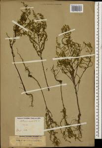 Artemisia scoparia Waldst. & Kit., Caucasus, Stavropol Krai, Karachay-Cherkessia & Kabardino-Balkaria (K1b) (Russia)