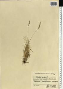 Festuca ovina L., Siberia, Western Siberia (S1) (Russia)