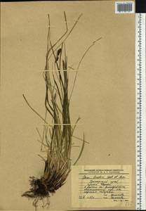 Carex gmelinii Hook. & Arn., Siberia, Russian Far East (S6) (Russia)