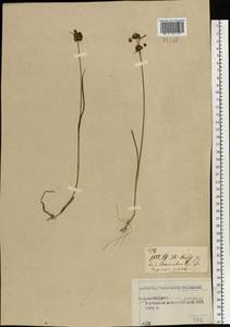 Juncus articulatus L., Eastern Europe, Central forest region (E5) (Russia)