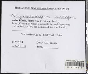 Eurhynchiadelphus eustegia (Besch.) Ignatov & Huttunen, Bryophytes, Bryophytes - Russian Far East (excl. Chukotka & Kamchatka) (B20) (Russia)
