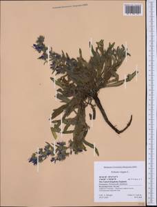 Echium vulgare L., Western Europe (EUR) (United Kingdom)