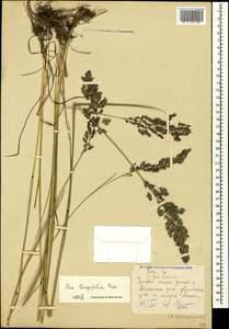 Poa longifolia Trin., Caucasus, North Ossetia, Ingushetia & Chechnya (K1c) (Russia)