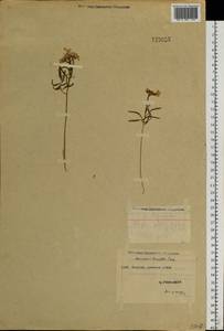 Cardamine tenuifolia Hook., Siberia, Yakutia (S5) (Russia)