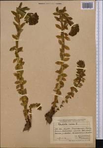 Rhodiola rosea L., Middle Asia, Dzungarian Alatau & Tarbagatai (M5) (Kazakhstan)