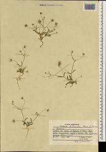 Lomelosia flavida (Boiss. & Hausskn.) Soják, South Asia, South Asia (Asia outside ex-Soviet states and Mongolia) (ASIA) (Afghanistan)