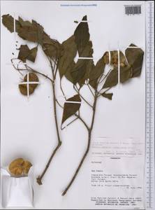 Balfourodendron riedelianum (Engl.) Engl., America (AMER) (Paraguay)