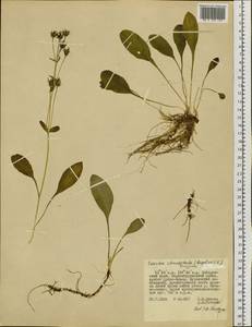 Swertia perennis subsp. stenopetala (Regel & Til.) Worosch., Siberia, Russian Far East (S6) (Russia)