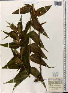 Gentiana asclepiadea L., Caucasus, Krasnodar Krai & Adygea (K1a) (Russia)
