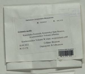 Grimmia mollis Bruch & Schimp., Bryophytes, Bryophytes - Chukotka & Kamchatka (B21) (Russia)