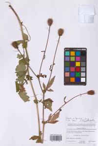 Geum aleppicum Jacq., Eastern Europe, Moscow region (E4a) (Russia)