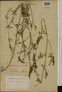 Melilotus altissimus Thuill., Western Europe (EUR) (Germany)