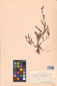 Persicaria maculosa Gray, Eastern Europe, Central forest-and-steppe region (E6) (Russia)