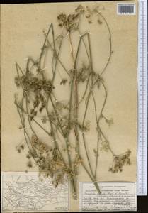 Scaligeria hirtula (Regel & Schmalh.) Lipsky ex Korovin, Middle Asia, Pamir & Pamiro-Alai (M2) (Tajikistan)