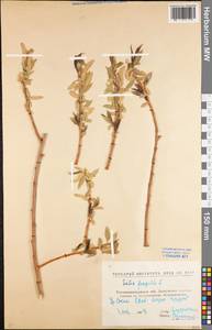 Salix fragilis L., Eastern Europe, North Ukrainian region (E11) (Ukraine)