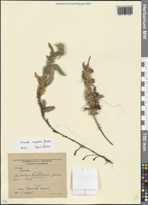 Cuscuta campestris Yunck., Eastern Europe, Moldova (E13a) (Moldova)