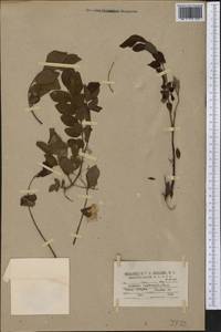 Robinia viscosa var. hartwigii (Koehne)Ashe, America (AMER) (United States)