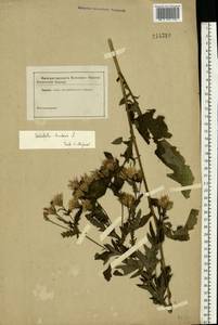 Klasea radiata subsp. tanaitica (P. A. Smirn.) L. Martins, Eastern Europe, Central forest-and-steppe region (E6) (Russia)
