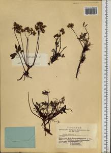 Phedimus hybridus (L.) 't Hart, Siberia, Altai & Sayany Mountains (S2) (Russia)