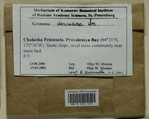 Grimmia donniana Sm., Bryophytes, Bryophytes - Chukotka & Kamchatka (B21) (Russia)