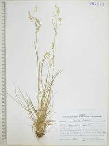 Anthoxanthum glabrum (Trin.) Veldkamp, Siberia, Russian Far East (S6) (Russia)