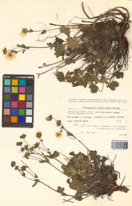 Potentilla fragiformis Willd. ex D. F. K. Schltdl., Siberia, Chukotka & Kamchatka (S7) (Russia)