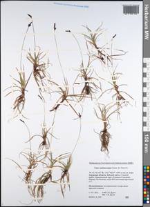 Carex melanocarpa Cham. ex Trautv., Siberia, Russian Far East (S6) (Russia)