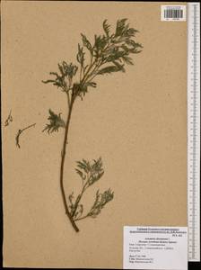 Artemisia abrotanum L., Eastern Europe, Central region (E4) (Russia)