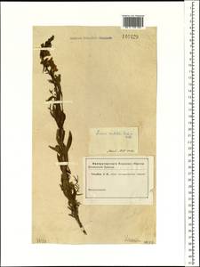 Linaria acutiloba Fisch. ex Rchb., Siberia, Altai & Sayany Mountains (S2) (Russia)