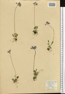 Primula farinosa L., Eastern Europe, North-Western region (E2) (Russia)