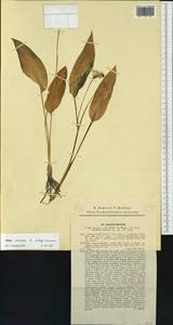 Allium ursinum L., Western Europe (EUR) (Slovakia)